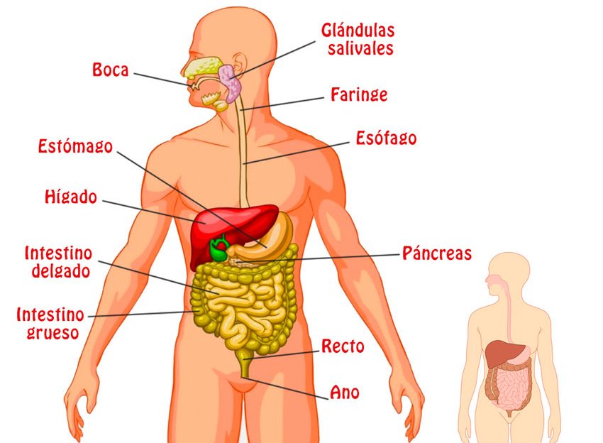 que es el sistema digestivo y cuales son sus partes