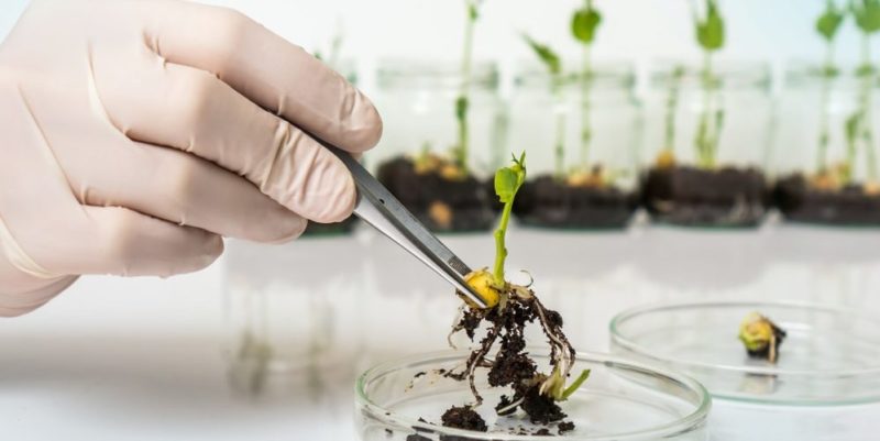 Qué es la biotecnología y cuáles son sus aplicaciones 2 que es la biotecnologia y cuales son sus aplicaciones 5