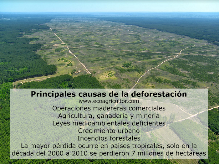 que es la deforestacion sus causas y consecuencias 2