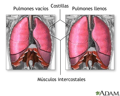 que es la respiracion concepto por que y proceso