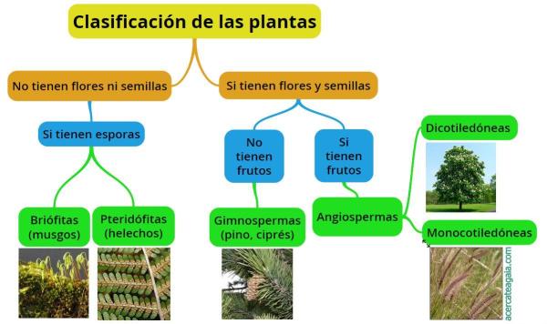 que es la vegetacion su importancia y como se clasifica