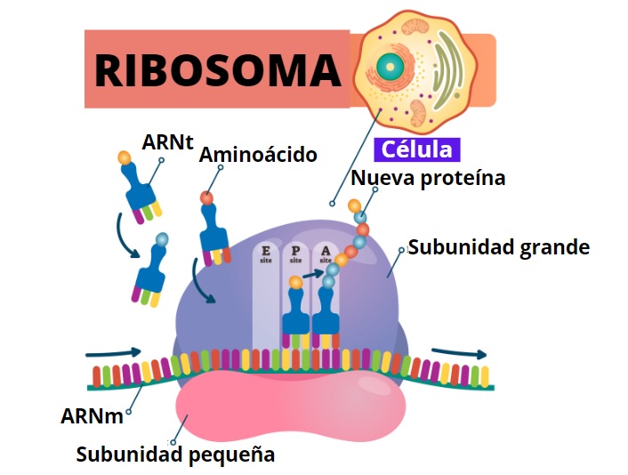 que es un ribosoma su historia estructura y funciones