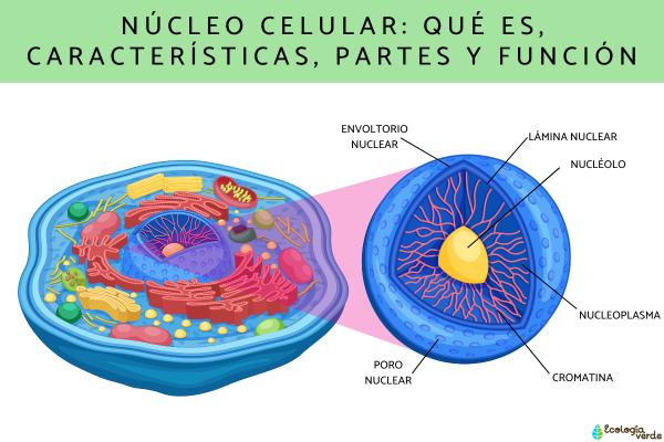 que funciones y caracteristicas tiene el nucleo celular