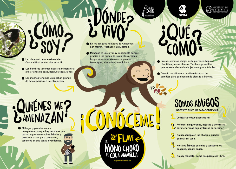 que habitat tipos alimentacion y caracteristicas del mono