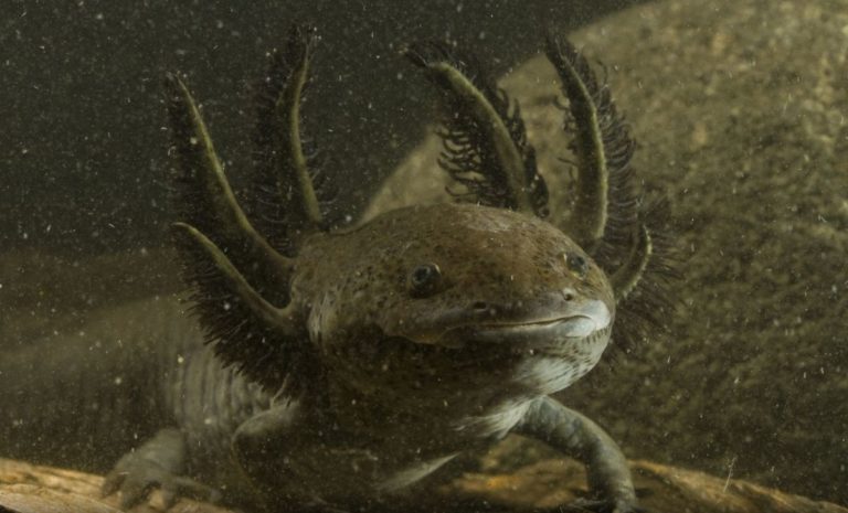 que habitats naturales ocupan los ajolotes y su conservacion 1