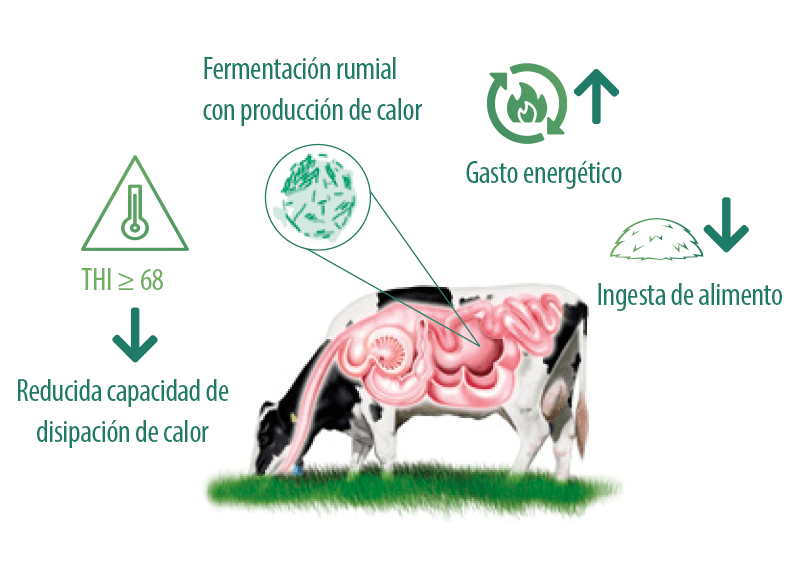 que implica la definicion de bovino y ejemplos clave