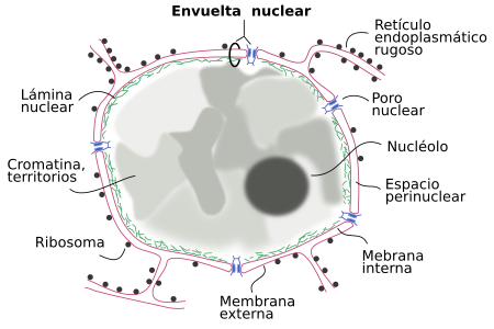 que son el nucleo en biologia y fisica definicion ampliada