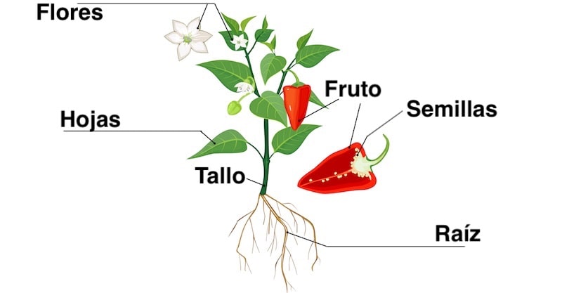 que son las plantas tipos partes y caracteristicas clave