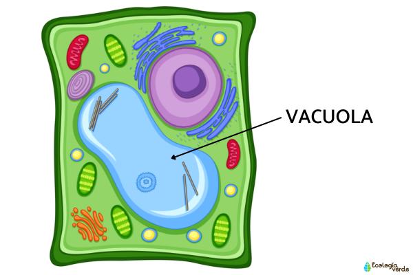 que son las vacuolas y cuales son sus funciones 2