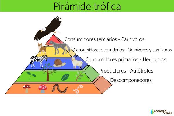 Qué son los consumidores y cuáles son sus causas y tipos 2 que son los consumidores y cuales son sus causas y tipos 1