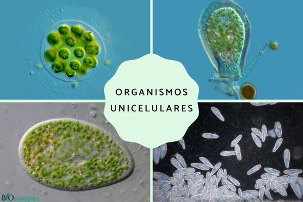 que son los organos unicelulares y sus caracteristicas 3