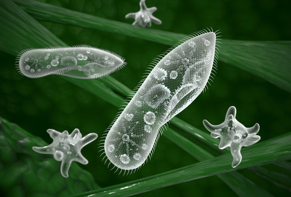 que son los protozoarios y cuales son sus caracteristicas