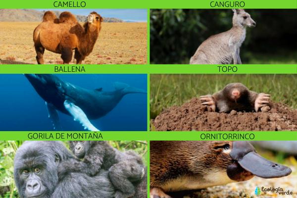 que son mamiferos definicion y concepto