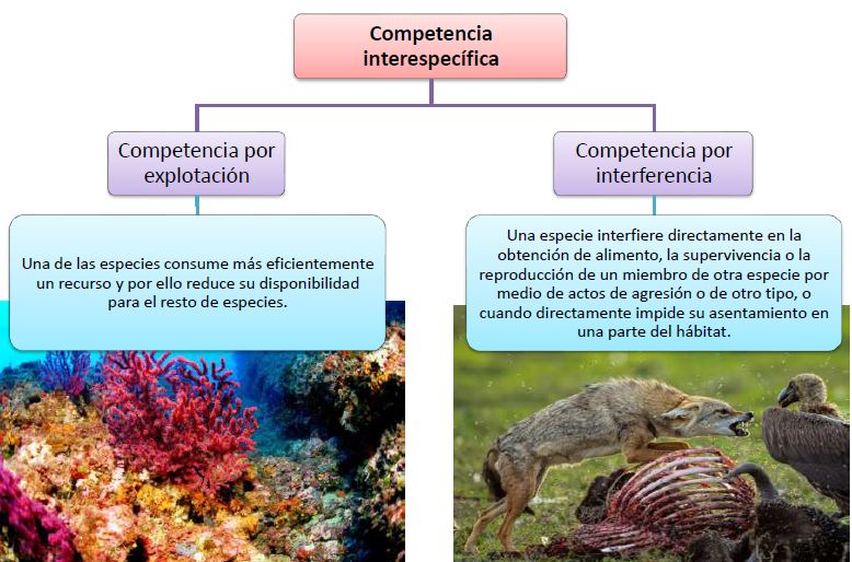 Qué son y cómo funcionan las relaciones interespecíficas 2 que son y como funcionan las relaciones interespecificas