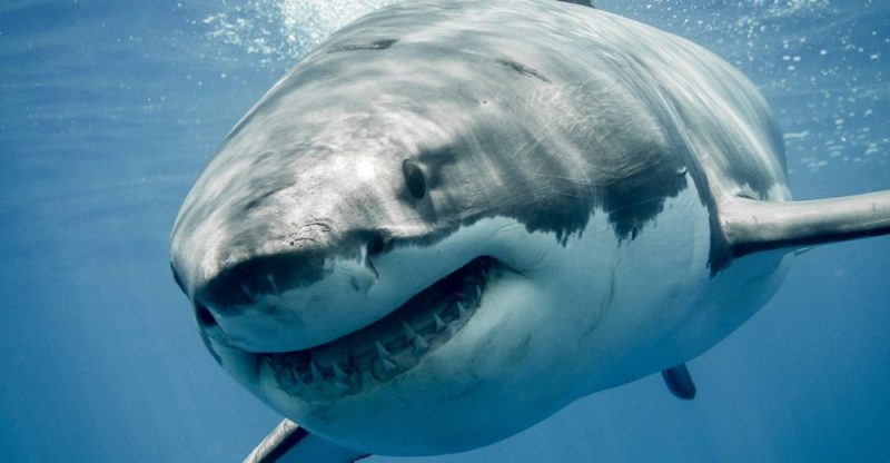 Quieres saber sobre el tiburón blanco, su hábitat y ataques 2 quieres saber sobre el tiburon blanco su habitat y ataques