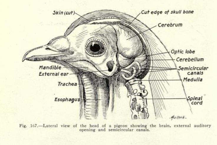 quimeras significado en zoologia y literatura