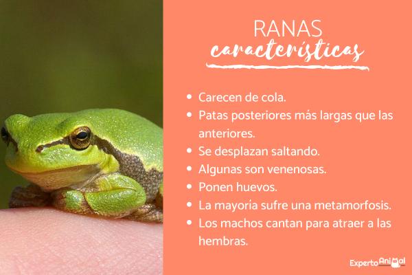 Rana: Definición, Clasificación y Usos en la Naturaleza 2 rana definicion clasificacion y usos en la naturaleza 1