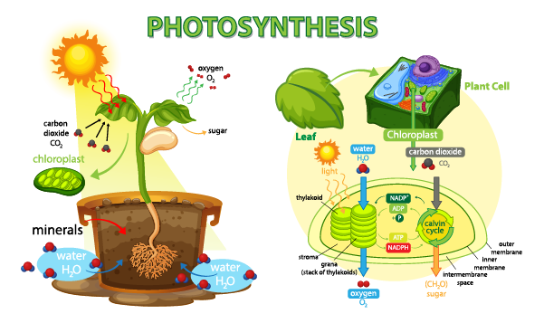 reactivos de la fotosintesis clave para la vida vegetal