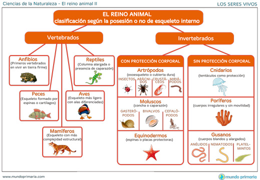 reino animal caracteristicas clasificacion y reproduccion