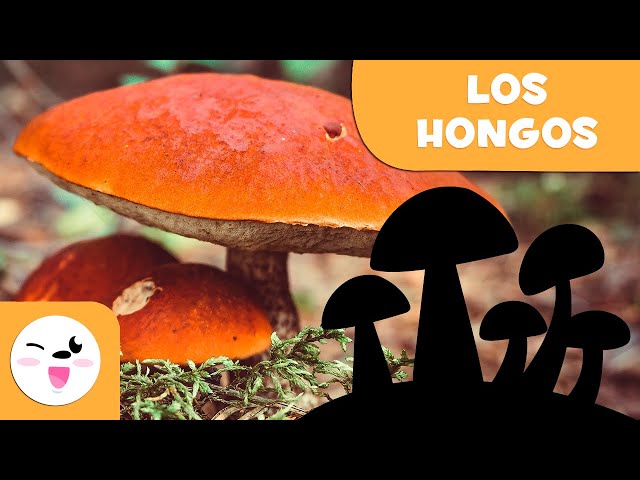 reino de los hongos video tutorial sobre hongos maestros 1
