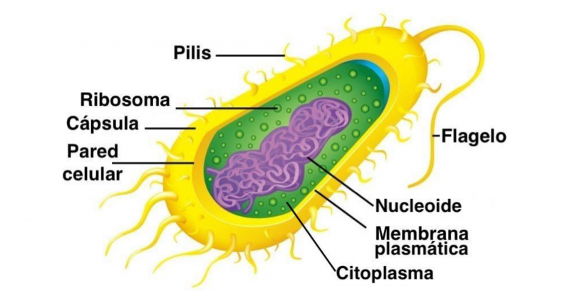 reino protista conceptos tipos y ejemplos ilustrativos