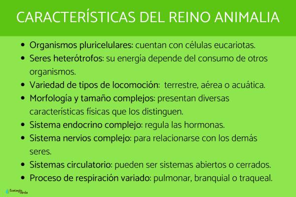 reinos animal concepto origen caracteristicas y ejemplos