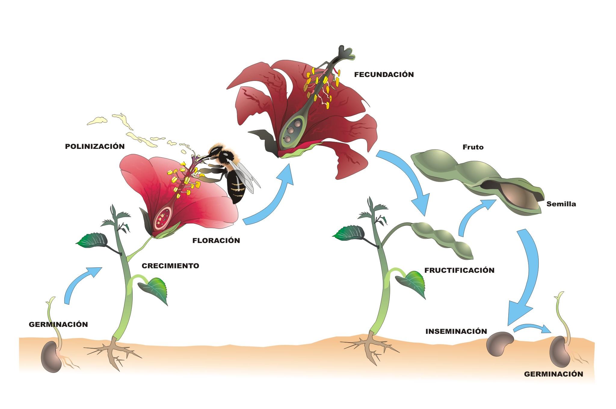 reproduccion de plantas con flores maximiza tus conocimientos