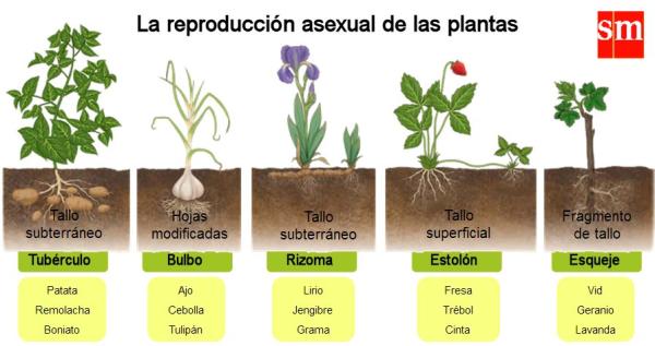 reproduccion de plantas sexual y asexual en detalle 2