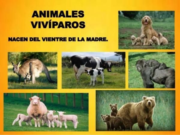 reproduccion en animales oviparos vs viviparos cual es mas comun