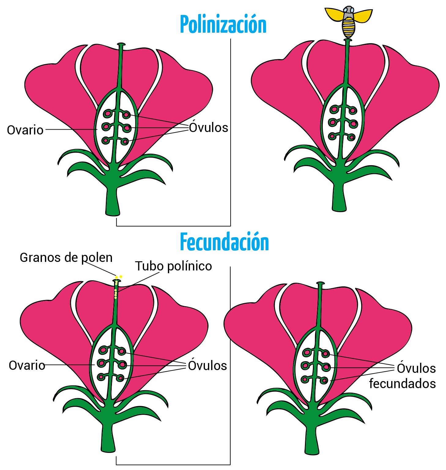 reproduccion sexual de las plantas secretos ecologicos revelados