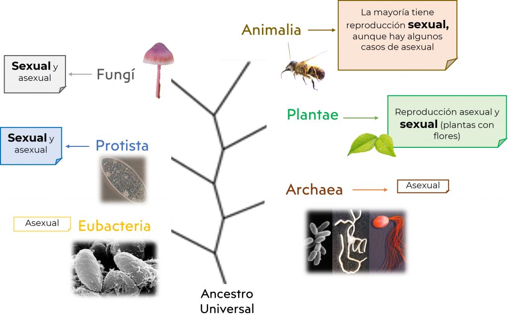 Reproducci贸n sexual: tipos y su importancia en la naturaleza 2 reproduccion sexual tipos y su importancia en la naturaleza