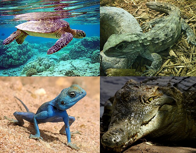 reptil definicion clasificacion y evolucion en detalle