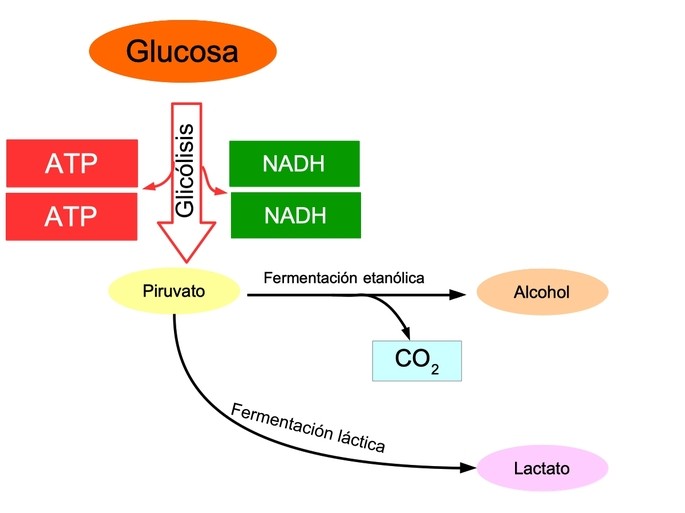 respiracion anaerobia definicion y concepto explicado 1