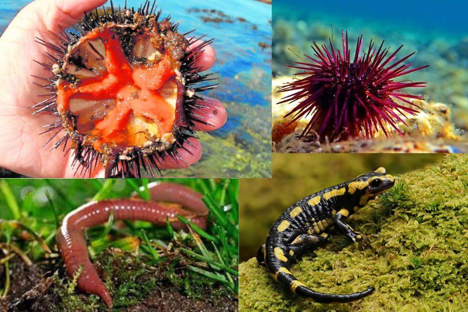 respiracion cutanea ejemplos de animales impresionantes 1