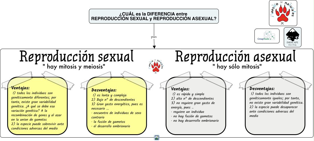 riesgos y limitaciones de la reproduccion sexual descubre las desventajas