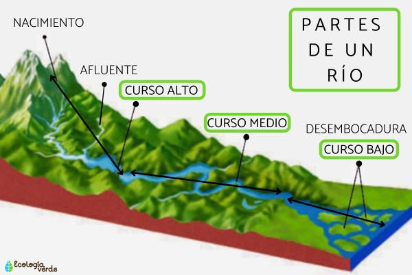 rios partes caracteristicas flora y fauna explicadas 1