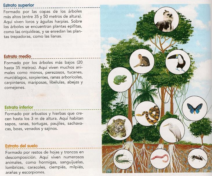 selva caracteristicas tipos y ubicacion de este ecosistema 1