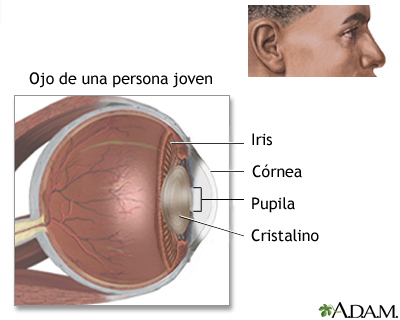 sentido de la vista importancia y funciones esenciales