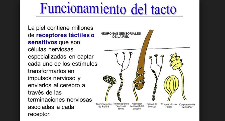 Sentidos: Tacto, qué es, funciones y características 2 sentidos tacto que es funciones y caracteristicas