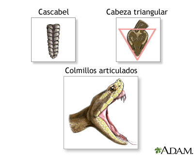 serpiente informacion especies venenosas y caracteristicas 1