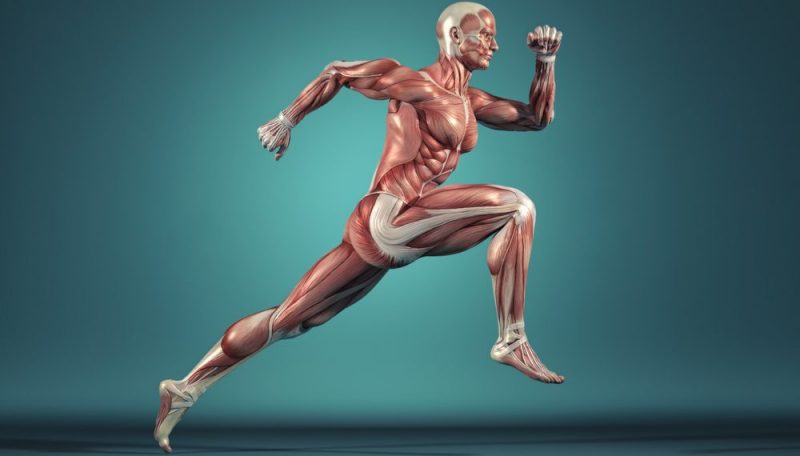 sistema muscular concepto funciones partes y enfermedades 1