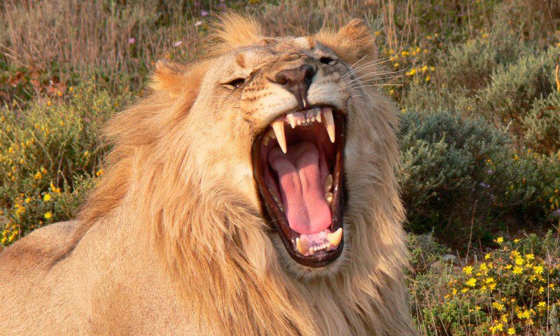 sorprendete con los mejores sonidos de animales imaginarios conoce su mundo unico