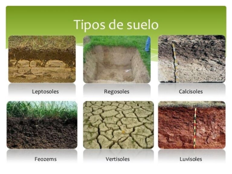 suelo arenoso caracteristicas tipos y usos ecologicos