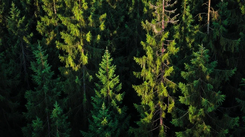 Taiga: Qué es, características, definición y concepto básico 3 Bosque vibrante de coníferas con estética moderna