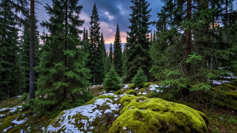 Taiga: Qué es, características, definición y concepto básico 9 Majestuoso paisaje taiga bajo cielo al anochecer