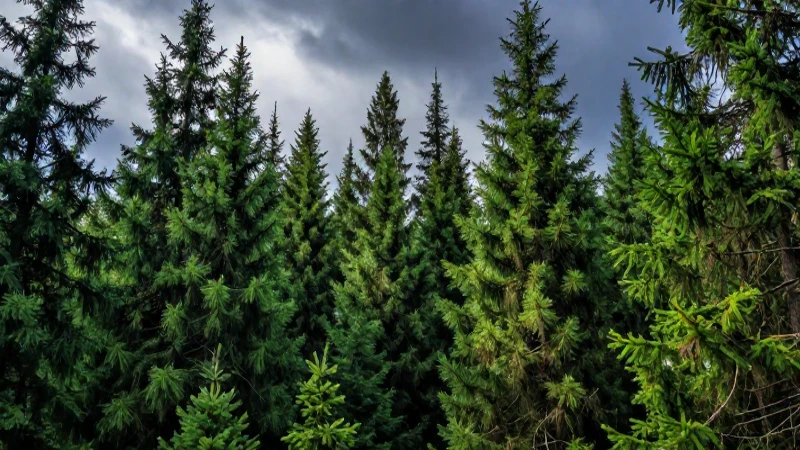 Taiga: Qué es, características, definición y concepto básico 4 Paisaje majestuoso de la densa Taiga