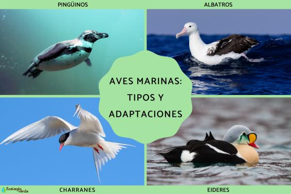 Te gustaría conocer más sobre las aves marinas y su entorno 2 te gustaria conocer mas sobre las aves marinas y su entorno 4