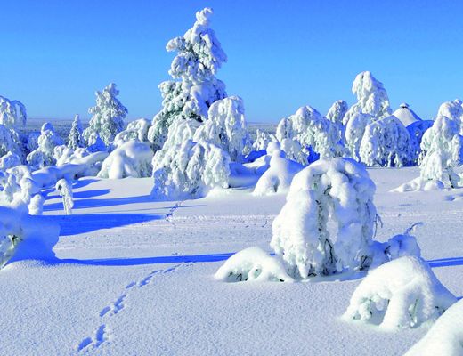 te gustaria explorar la magia de las coniferas en invierno 4