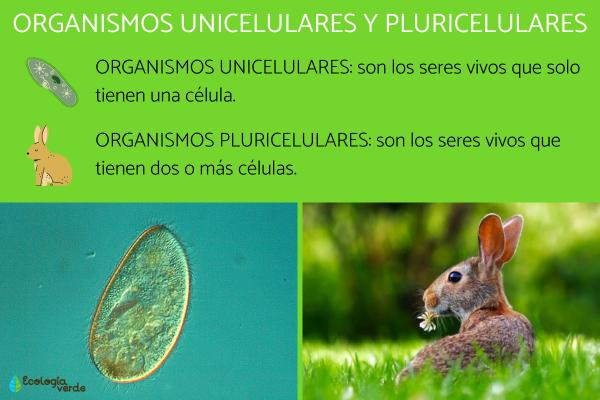 te gustaria ver 20 ejemplos de organismos unicelulares 1