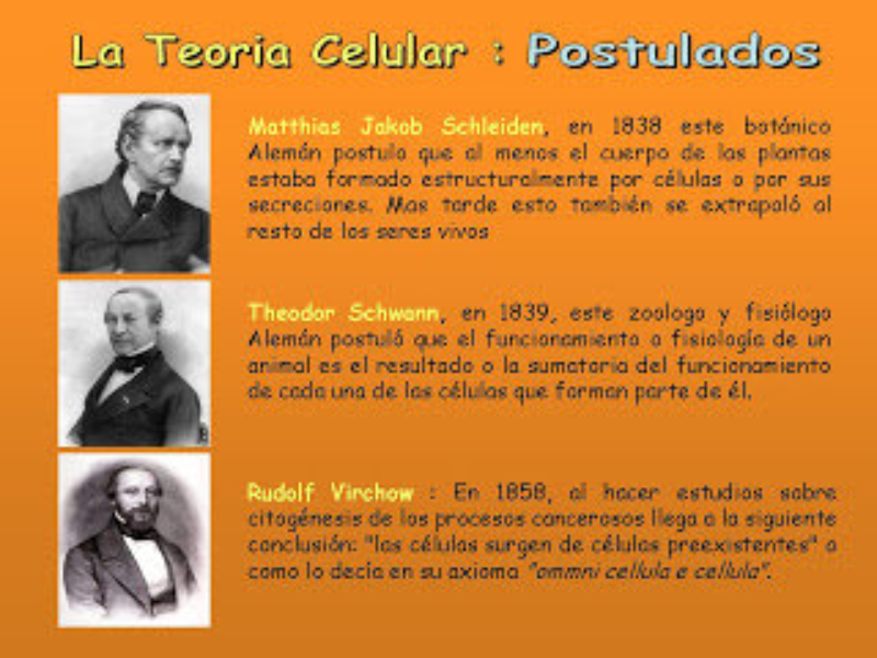 Teoría celular: Concepto, historia, postulados y principios